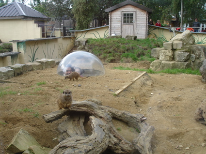 6 Oct zoo 3.jpg